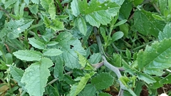 Raphanus raphanistrum raphanistrum