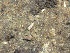Atelurinae