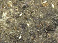 Atelurinae