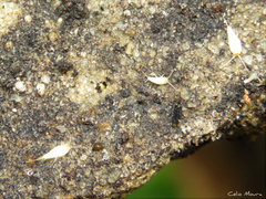 Atelurinae