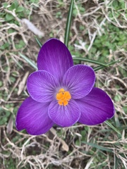 Crocus vernus