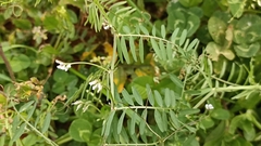 Vicia hirsuta