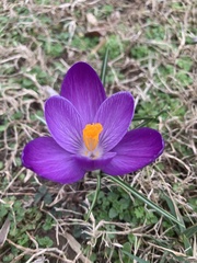 Crocus vernus