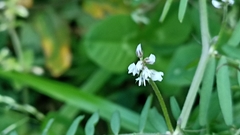 Vicia hirsuta
