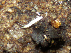 Scutigerellidae