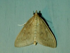 Framinghamia helvalis