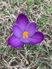 Crocus vernus