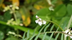Vicia hirsuta