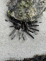 Eucidaris thouarsii