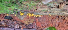 Calocera cornea
