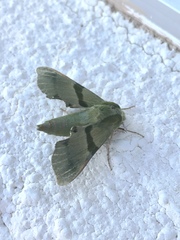 Proserpinus terlooii