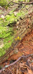 Calocera cornea
