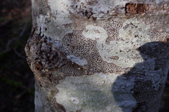 Arthonia radiata