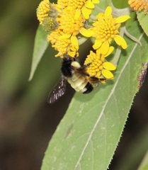 Bombus ephippiatus