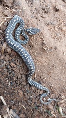 Leptodeira ashmeadii