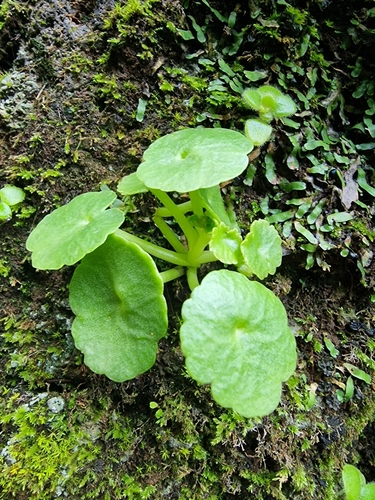 Umbilicus rupestris image