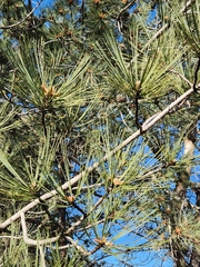 Pinus torreyana