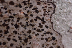 Arthonia radiata