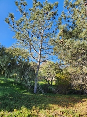 Pinus torreyana