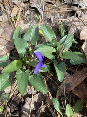 Viola sagittata