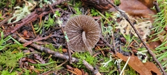 Mycena robusta