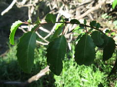 Azara petiolaris