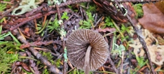 Mycena robusta