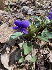 Viola sagittata