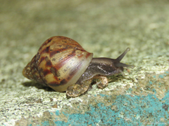 Lissachatina fulica