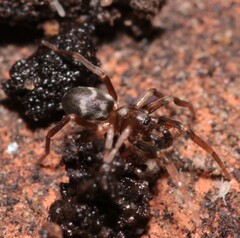 Phrurolithus
