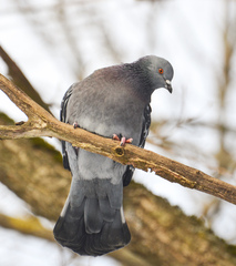 Columba livia domestica