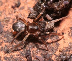 Phrurolithus
