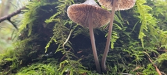 Mycena robusta