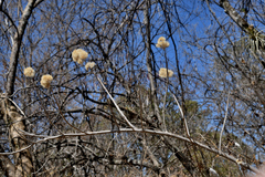 Sinclairia glabra
