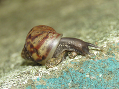 Lissachatina fulica