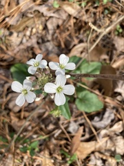 Cardamine bulbosa