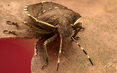 Holcostethus sphacelatus