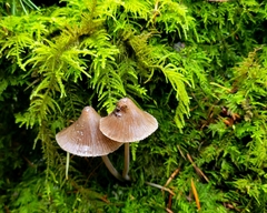 Mycena robusta