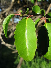 Azara petiolaris