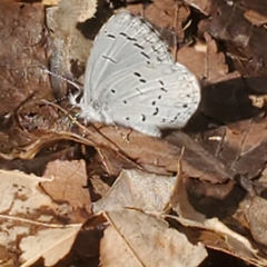 Celastrina ladon