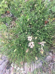 Silene saxifraga
