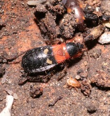 Prostemma sanguineum