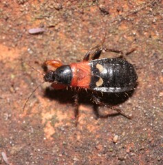 Prostemma sanguineum