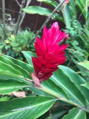 Alpinia purpurata