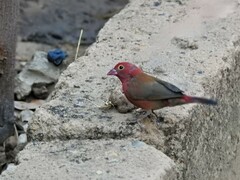 Lagonosticta senegala