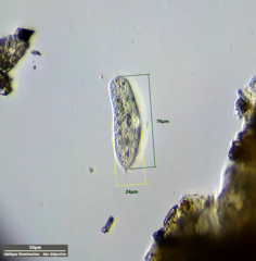 Hypotrichia