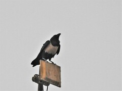 Corvus albus