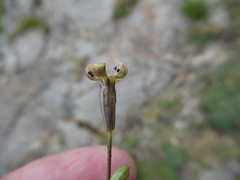 Silene saxifraga