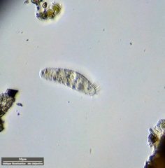 Hypotrichia