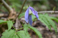 Clematis alpina